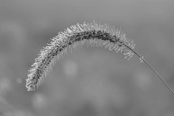 Extreme closeup of wheat grain stem showing details of spikes and dew drops
