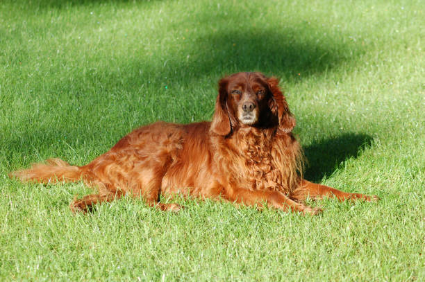 istock Old irish setter lying on the grass 1218394453