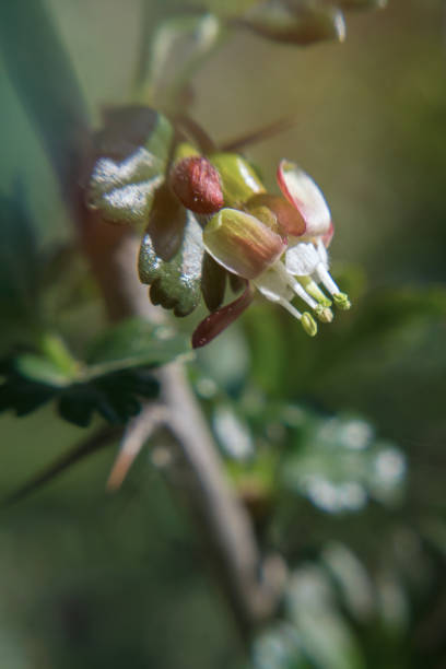 istock Spring flowering spiny gooseberry shrub 1218396518