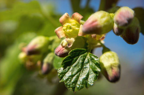 Blooming spring garden. The flowers of the berry shrubs of gooseberries and currants and succulent green spring leaves. Agriculture in the village