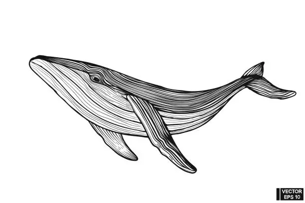 Vector illustration of Big whale hand drawing vintage engraving style.