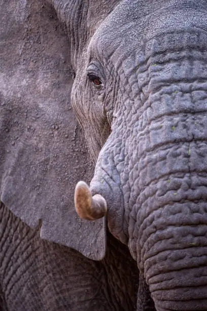 Photo of A beautiful and detailed vertical close up profile portrait of an elephant
