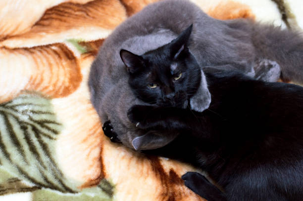 istock black and grey cat playing on the bed 1218398813