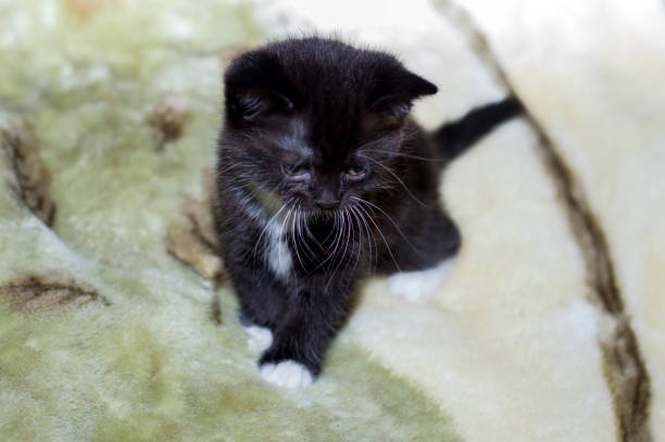 istock sad black and white Scottish kitten on the bed 1218398859