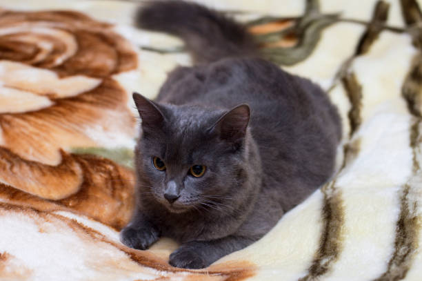 istock beautiful British gray cat on the rug 1218399590