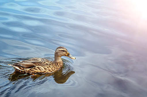 A beautiful duck is swimming in the pond. Beautiful natural background. Place for text.