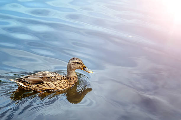 Photo of A beautiful duck is swimming in the pond. Beautiful natural background. Place for text.