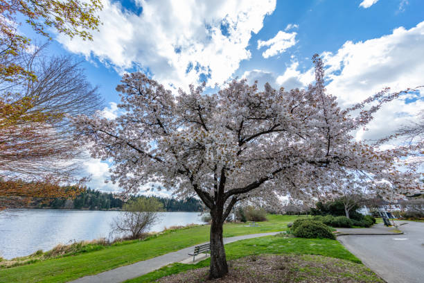 istock Amazing cherry blossom. Ferdinand Street Boat Launch, Seattle, Spring 1218399950