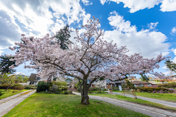 istock Amazing cherry blossom. Ferdinand Street Boat Launch, Seattle, Spring 1218400316
