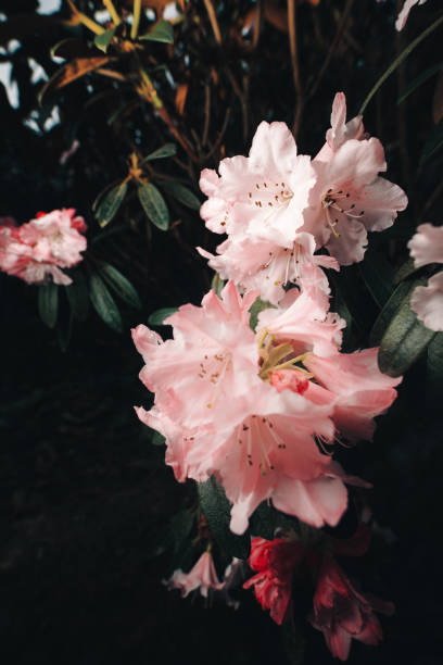 rhododendron elegantulum kwiaty - 2999 zdjęcia i obrazy z banku zdjęć