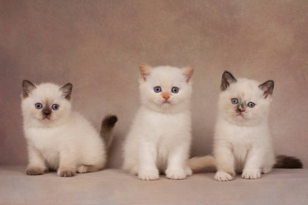 istock Little british point kittens on a beige background. 1218402730