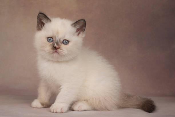 istock Little british point kittens on a beige background. 1218402746
