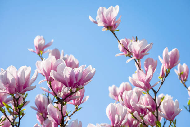 istock magnolia on the blue sky background in the morning 1218402898