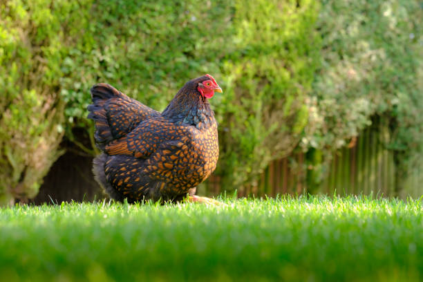 Ground level view of a show wining brown laced wyandotte chicken seen in part of a lush garden. Part of a small flock of free range chickens kept for there free range eggs. bantam stock pictures, royalty-free photos & images