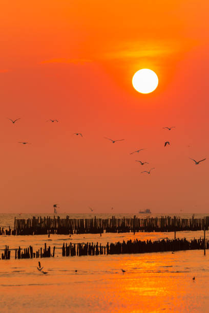 pájaro volando hacia la puesta de sol, puesta de sol con grúas - sunny day sunlight seagull fotografías e imágenes de stock