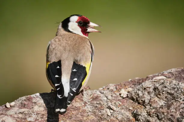 The European goldfinch or simply goldfinch (Carduelis carduelis), is a small passerine bird in the finch family that is native to Europe, North Africa and western Asia