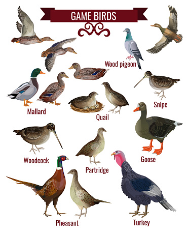 Game bird set. Collection of hunting birds. Wood pigeon, mallard, snipe, woodcock, quail, goose, wild ducks, partridge, pheasant, turkey Vector illustration isolated on white background