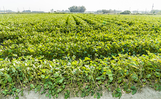 Pods of ripened black beans on the farm in Yunlin County, Taiwan.