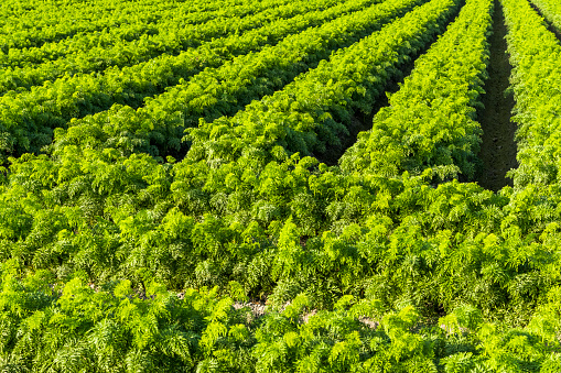 Aerial shot of orange groves on the outskirts of Lake Wales, Florida on an cloudy day in springtime.