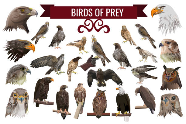 Set of birds of prey, vector illustrations Set of birds of prey, or raptors. Collection of vector images. Eagle, kite, hawk, buzzard, harrier, falcon, owl. Illustrations isolated on white background in realistic style design falcon bird stock illustrations