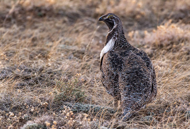 istock A Male Greater sage-grouse on Lek on a Spring Morning 1218407624