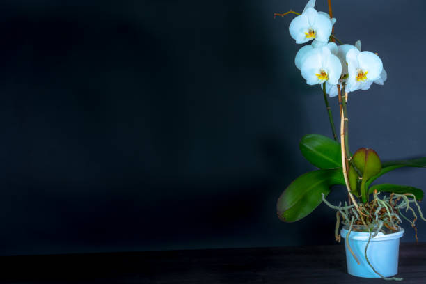istock Orchid in a pot on a dark background 1218408868