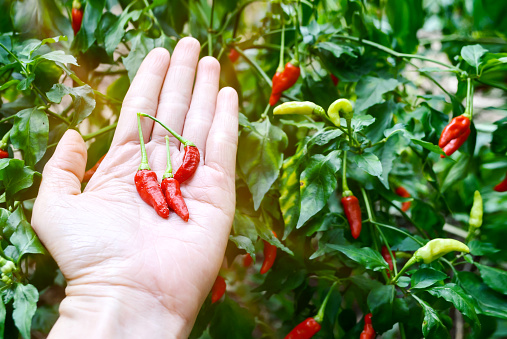 Hand holding red chili peppers in organic farm Thailand, spicy food