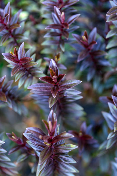 Hebe 'Red Edge' evergreen bush close up.