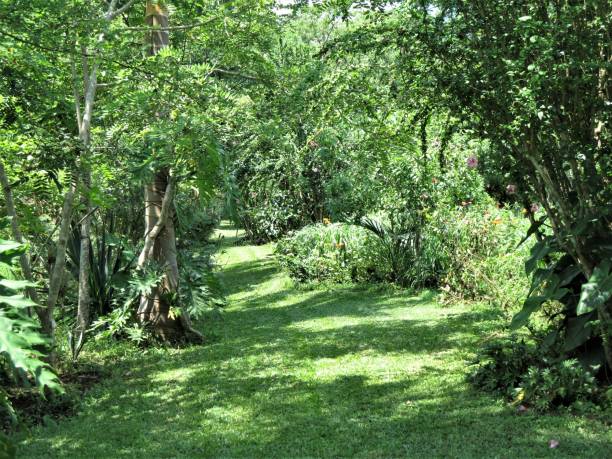 istock Serene sun dappled grassy path through lush garden. 1218409857