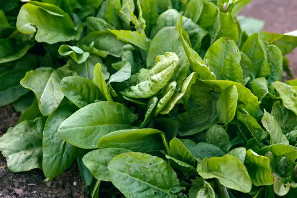 common sorrel, Spinach Dock, Rumex acetosa, growing in garden.