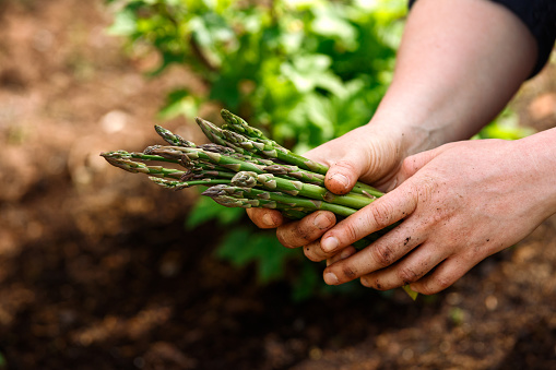 Close up of woman's hands holding freshly picked asparagus in spring vegetable, kitchen garden