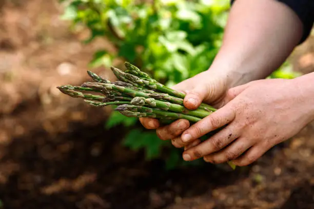 Close up of woman's hands holding freshly picked asparagus in spring vegetable, kitchen garden.