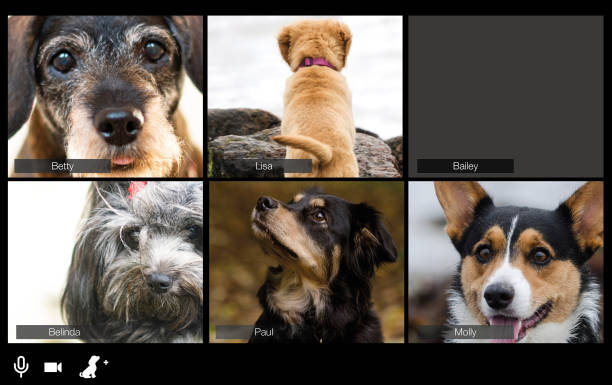 istock Dogs talk together  in a Corona time 1218409934