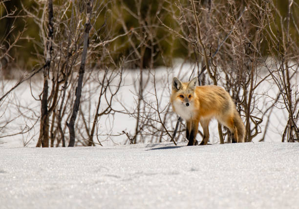 istock A Beautiful Red Fox in the Snow 1218410527