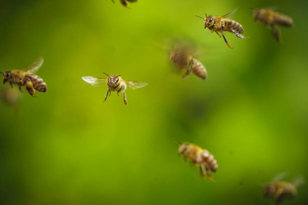 istock Honey bees flying stock photo 1218410645