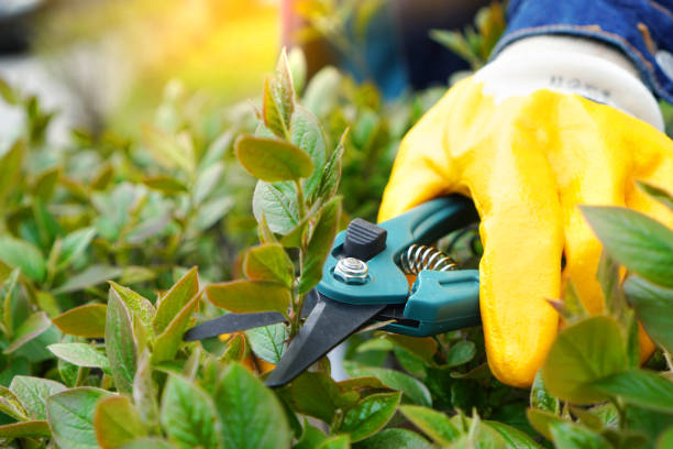 istock Gardener works with secateurs in the garden 1218410891