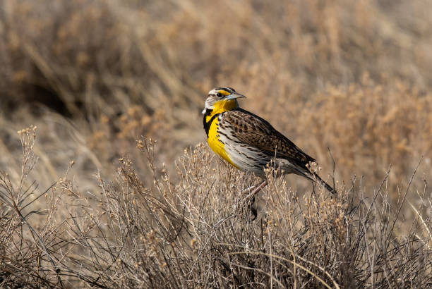 западный meadowlark сидел на вершине буша на равнинах колорадо - lyrical стоковые фото и изображения