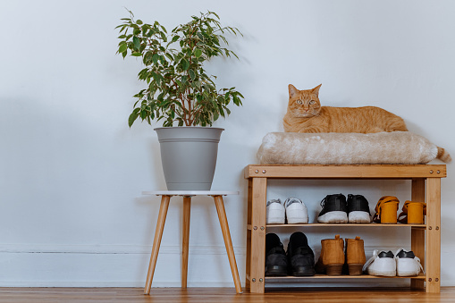 Shoe rack with family shoes and a domestic cat around