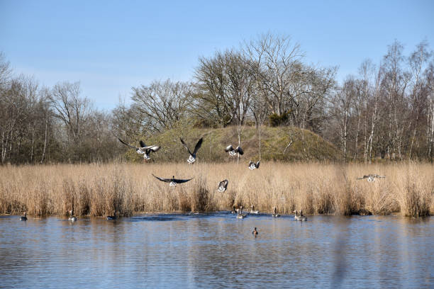 fliegende greylag gänse in einem kleinen teich - wildlife tracking tag stock-fotos und bilder