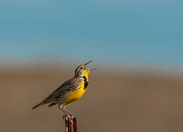 western meadowlark cantando en una mañana de primavera - pájaro cantor fotografías e imágenes de stock