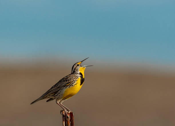 western meadowlark śpiewa w wiosenny poranek - songbird zdjęcia i obrazy z banku zdjęć