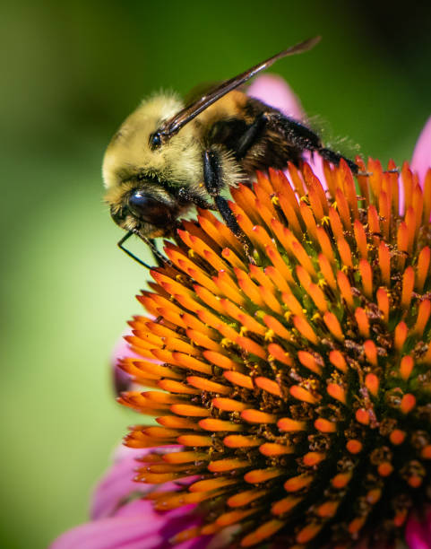 istock Closeup of bumblebee on a coneflower 1218415128