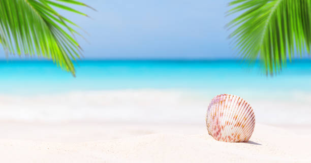 istock Landscape of tropical summer. 1218416005