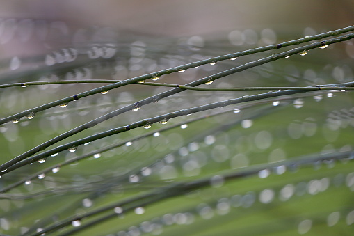 Abstract image of raindrops hanging off of rush stems