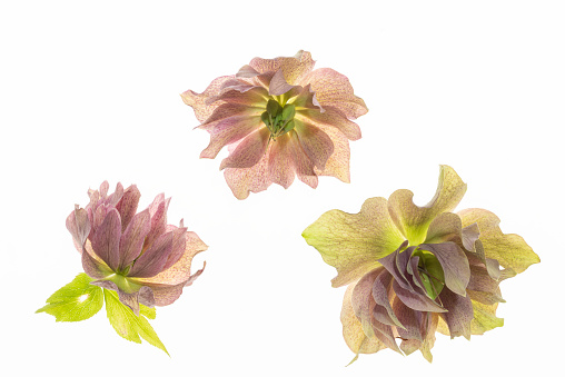 helleborus flowers close up