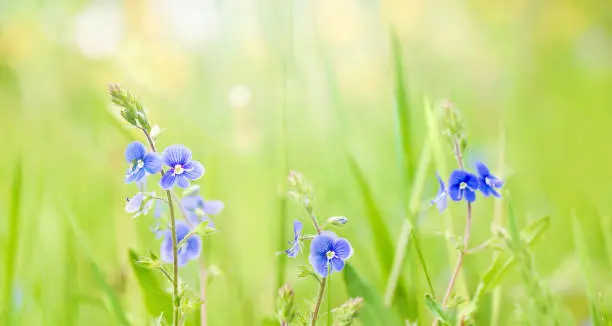 Blue Veronica chamaedrys flowers growing on flower meadow. Beautiful Wide Angle Nature Spring Summer Background of flowering georgia blue flowers. Panoramic Floral Wallpaper or Web Banner With Copy Space
