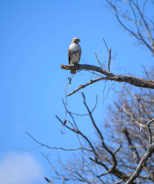 istock Red Tailed Hawk perched on snag #3 , Farmingville NY 1218419287