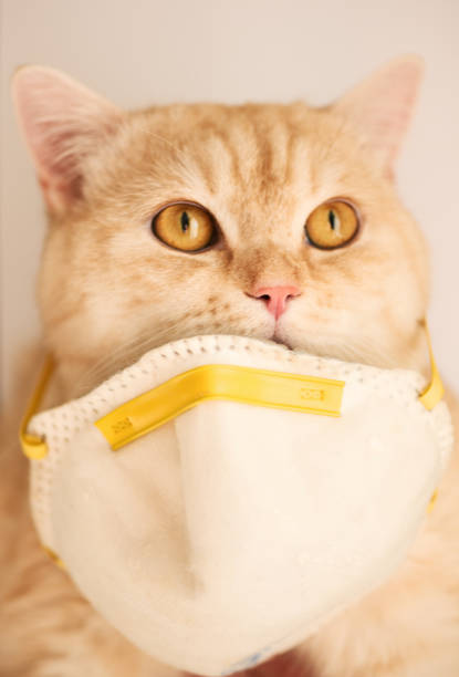 istock Ginger cat with respiratory mask looking up 1218419464
