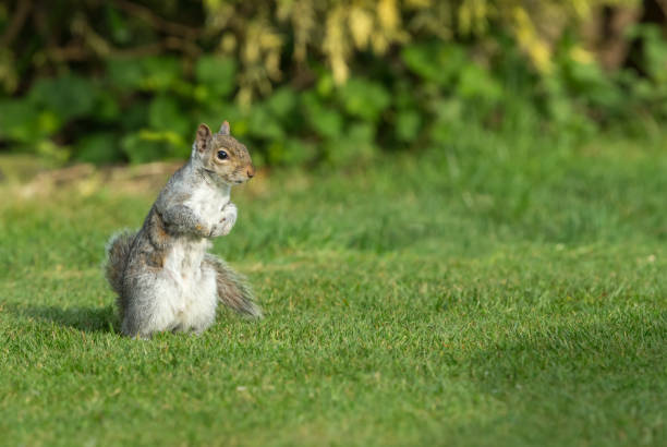 Grey squirrel.  A female, lactating grey squirrel stood upright in urban garden.  Facing right.