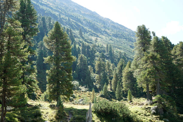 This is a hiking trails in the Bavarian Forest in spring